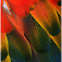 Rainbow macaw feathers