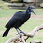 Abyssinian ground hornbill (female)