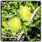 California Manroot (Wild Cucumber)