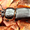 Horned Passalus
