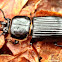 Horned Passalus
