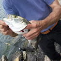 Bluefish