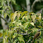 White-ringed Flycatcher