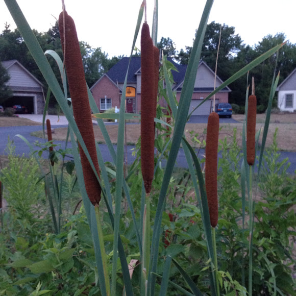 Spotting Image 1