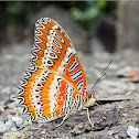 Red Lacewing