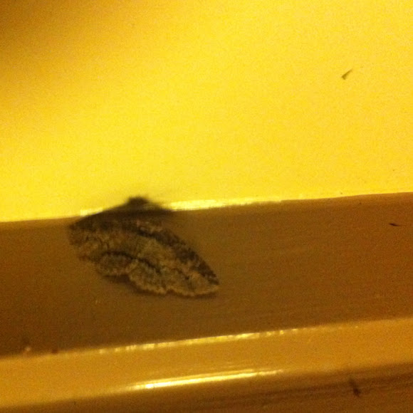 Spotting Image 1