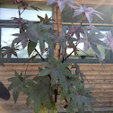 Castor Bean