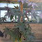 Castor Bean