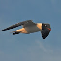 Black-headed Gull
