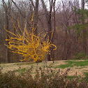 Forsythia