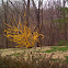 Forsythia