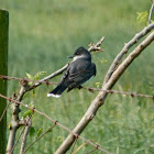 Eastern kingbird