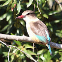 Brown-hooded Kingfisher (female)