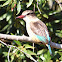 Brown-hooded Kingfisher (female)