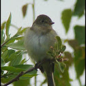 Alder Flycatcher