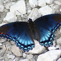 Red-spotted Purple