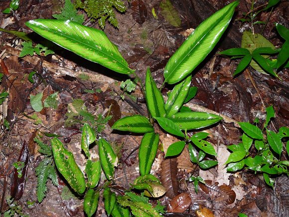 Spotting Image 1