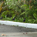 Acridotheres javanicus