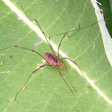 Brown Daddy-long-legs; harvestman