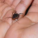 Opiliones or harvestmen