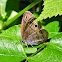 Little Wood Satyr