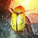 Eastern Hercules Beetle