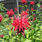 Bee Balm Plant