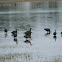 Glossy Ibis