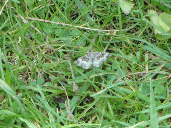 Spotting Image 1