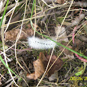 Hickory Tussock Moth