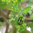 Mallow leaf beetle