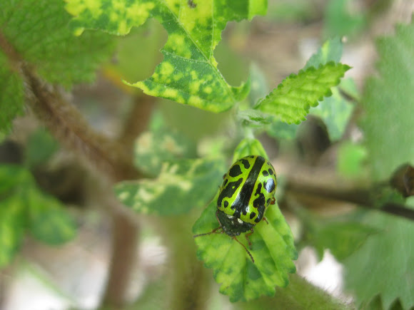 Spotting Image 1