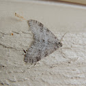 Winter Moth