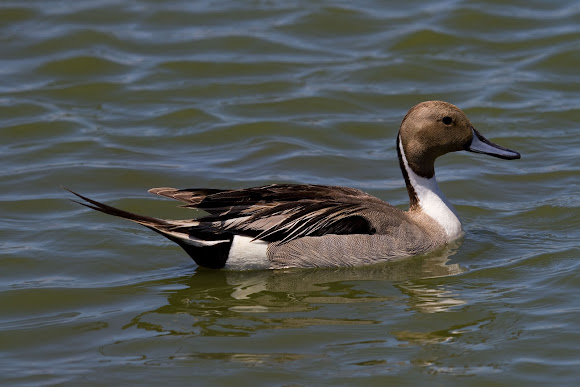 Spotting Image 1