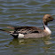 Northern Pintail