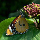 Plain Tiger Butterfly