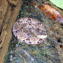 Fer-de-Lance