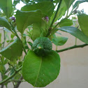 Lemon ( limon)