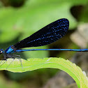 Demoiselle