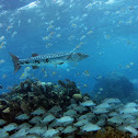 Grate barracuda