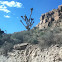 Joshua Tree
