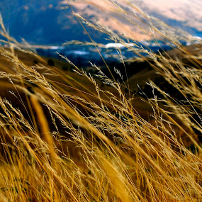 by Julie Zaranek - Landscape & Nature Prairies, Meadows & Fields