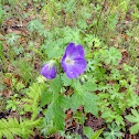Wild Geranium