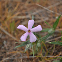 mountain phlox