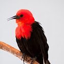 Red Headed Blackbird