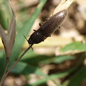 Click beetle