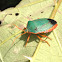 Stink Bug