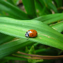 Seven-spotted Lady Beetle