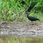 green ibis