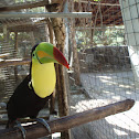 Keel-billed Toucan